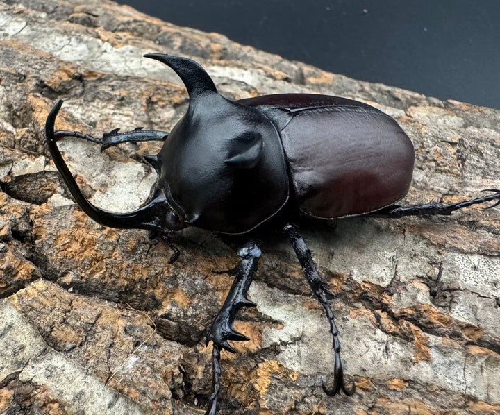 【WD】《シャムゴホンツノカブト 60mm ペア》