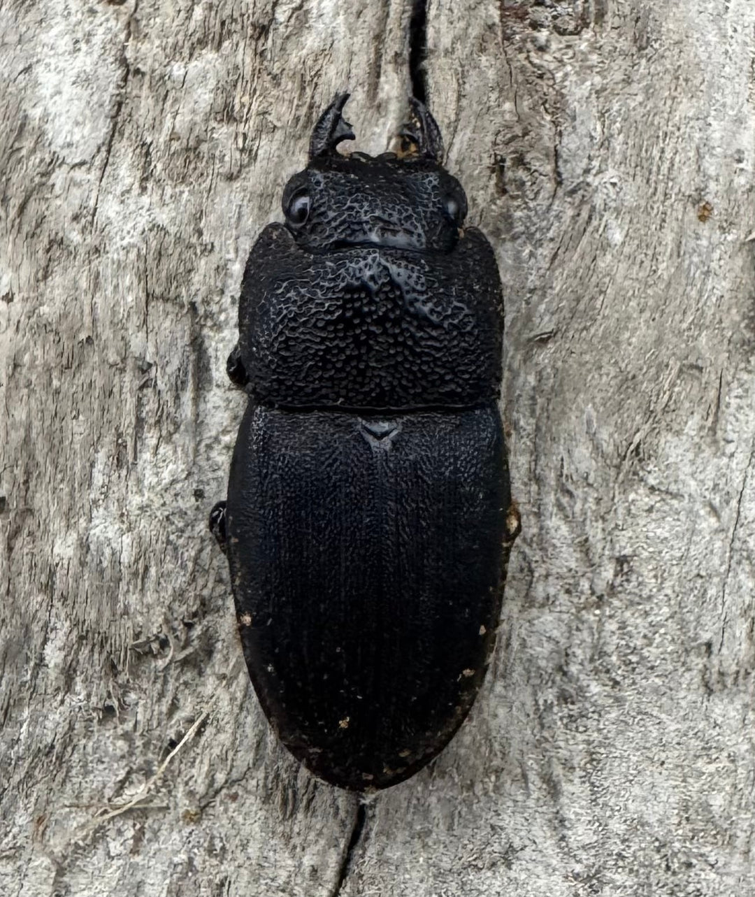 【WD】《フィリピンネブト亜種バンガイエンシス 33mm ペア》