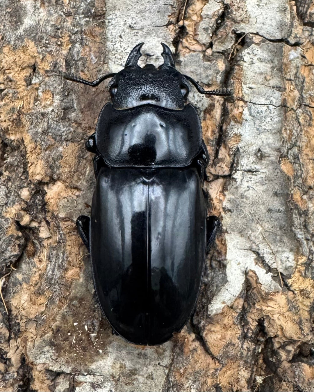 【WD】《マンディブラリスフタマタ 92.5mm ペア》