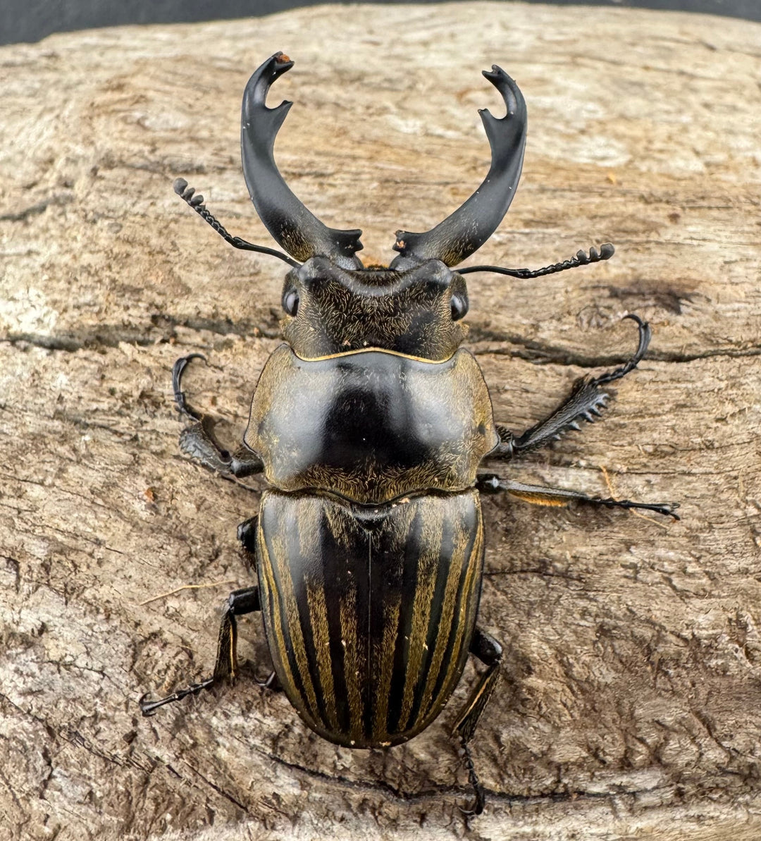 【WD】《ストリアータツヤクワガタ 48mm ペア》