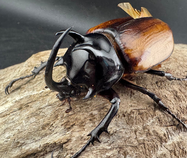 【WD】《スキットゴホンツノカブト 65mm ペア》