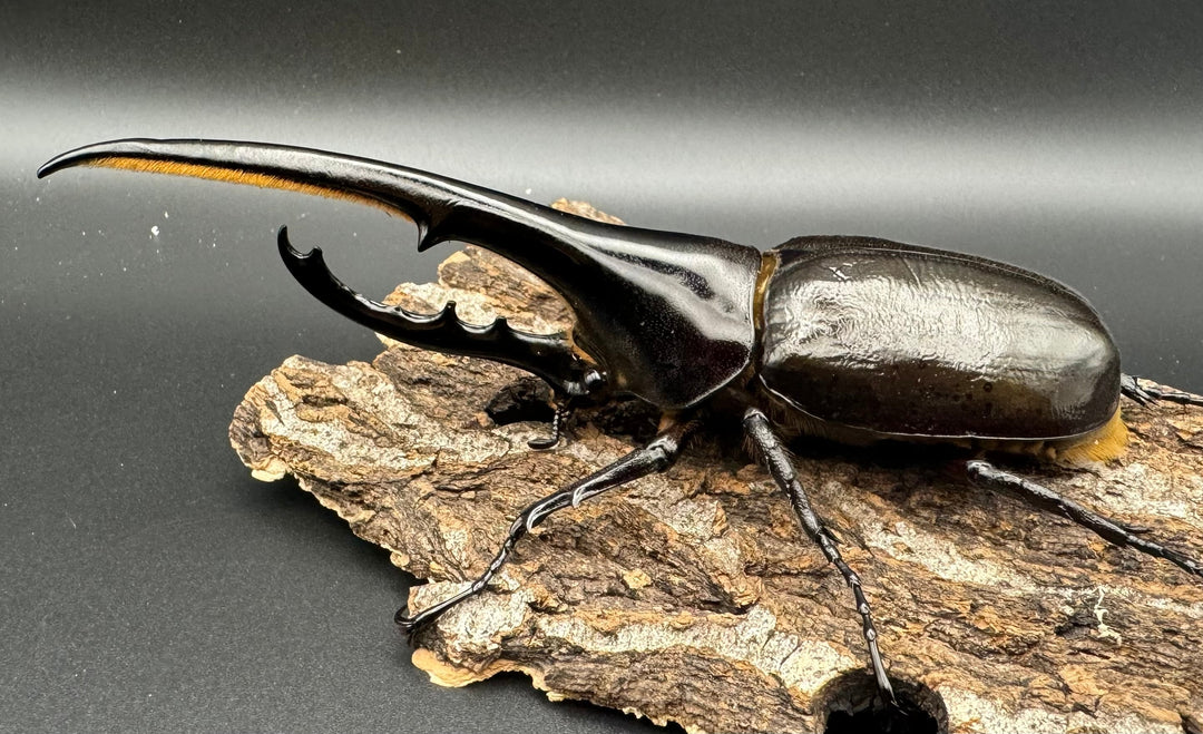 《ヘラクレス・ヘラクレス 144mm ペア》