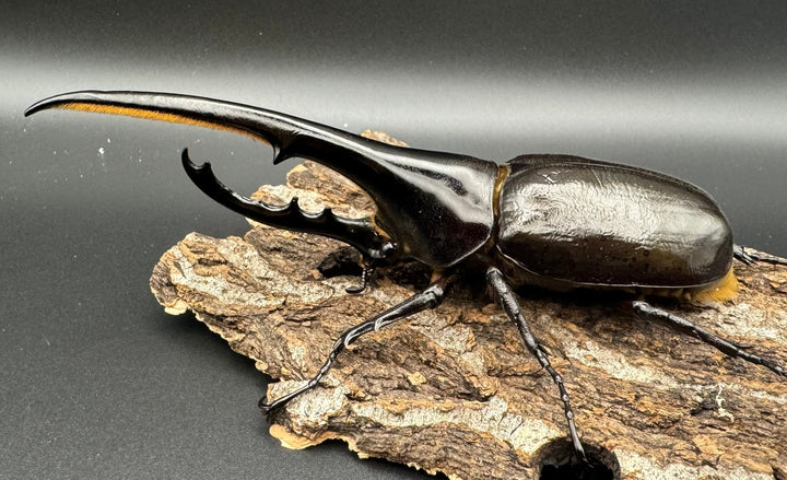 《ヘラクレス・ヘラクレス 144mm ペア》