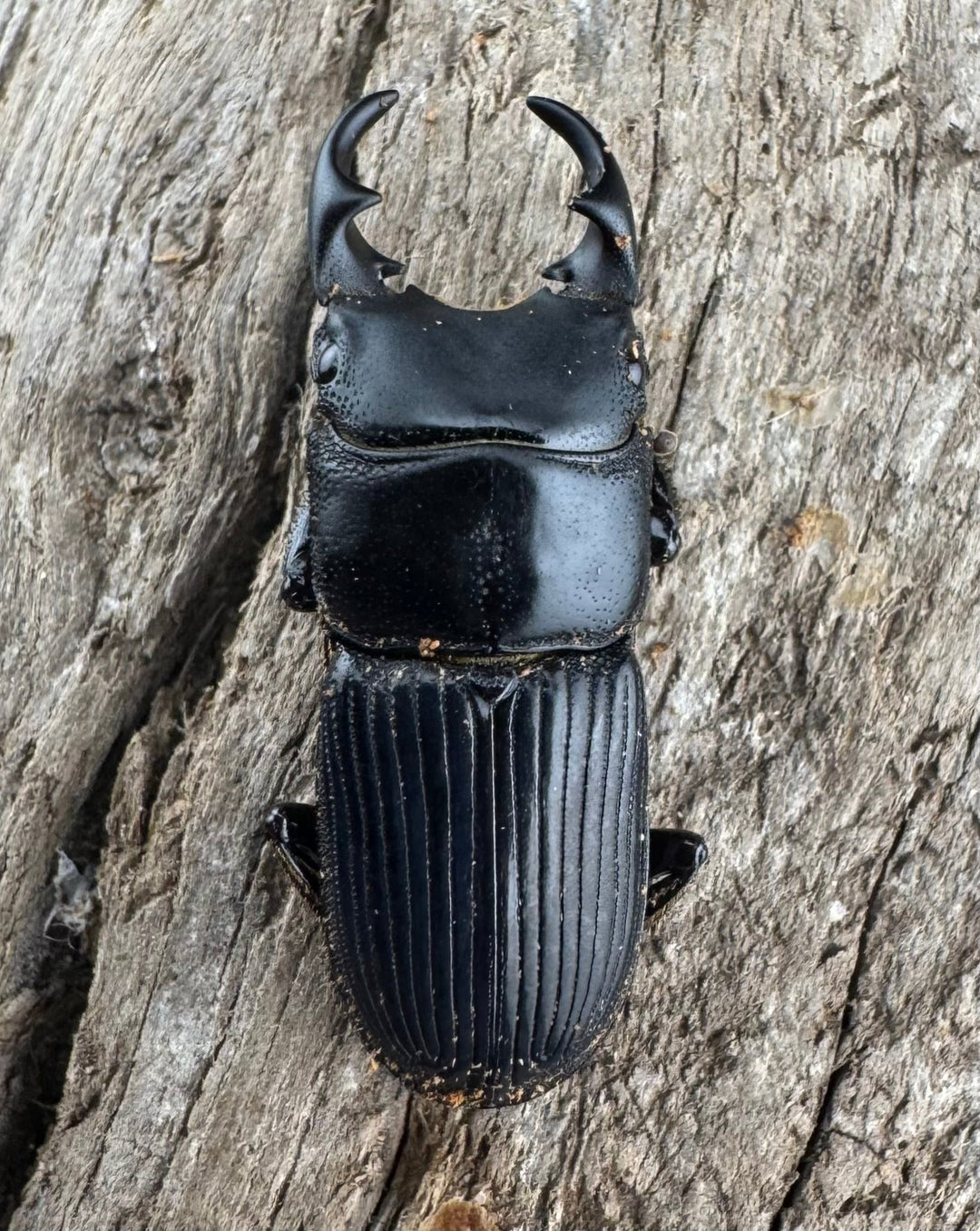 【WD】《ラエビコリスネブトクワガタ 21mm ペア》