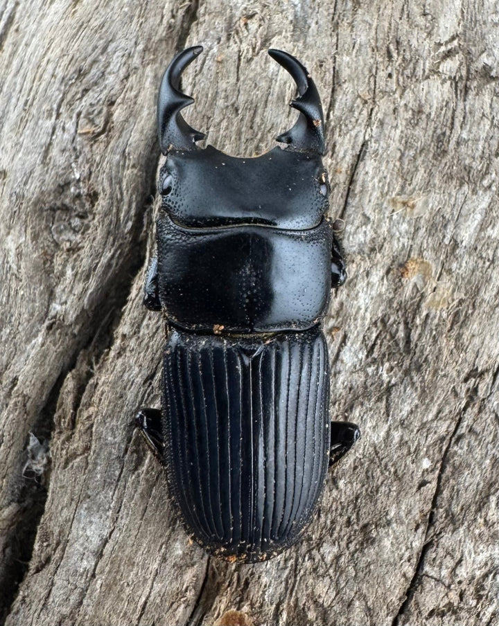 【WD】《ラエビコリスネブトクワガタ 21mm ペア》