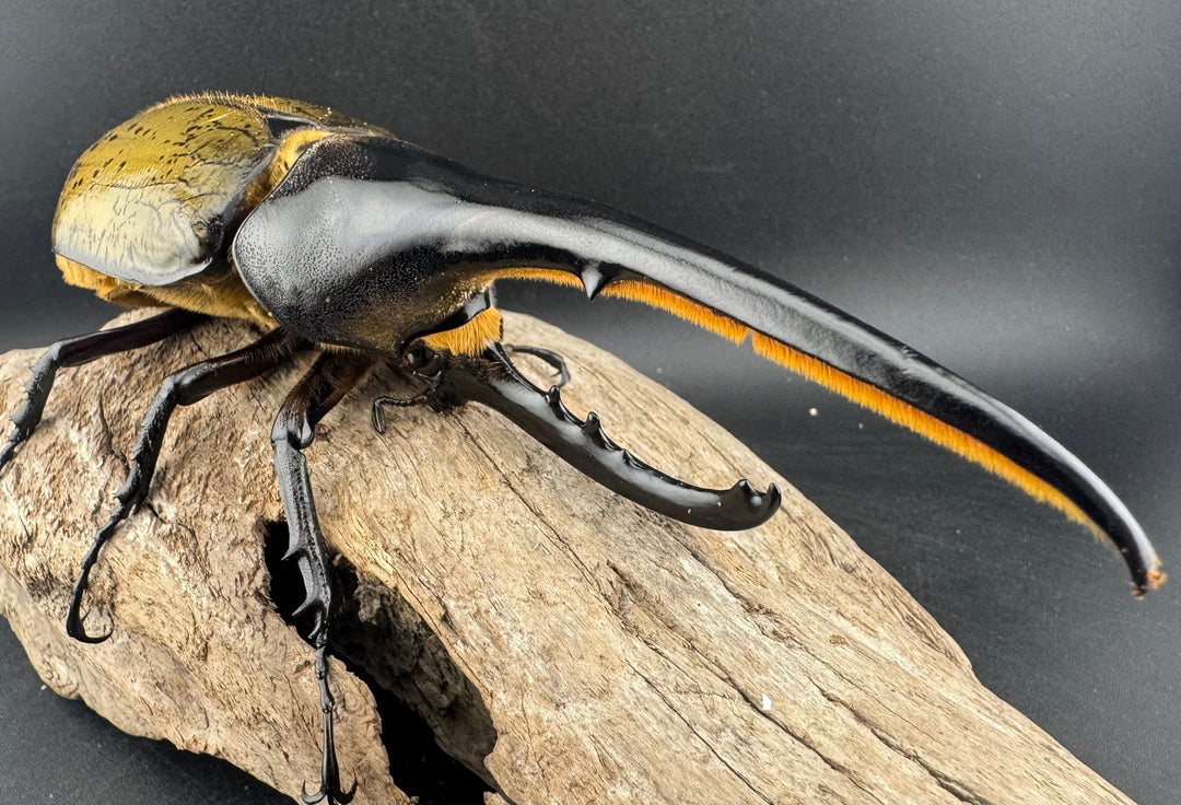 《ヘラクレス・ヘラクレス 147mm ペア》