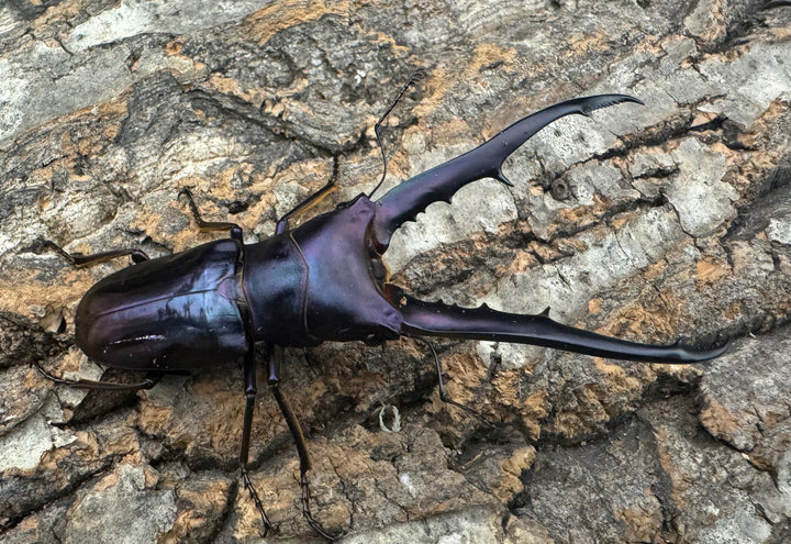 【美麗】《メタリフェルホソアカ 75mm ペア》わたくわ氏ブリード個体