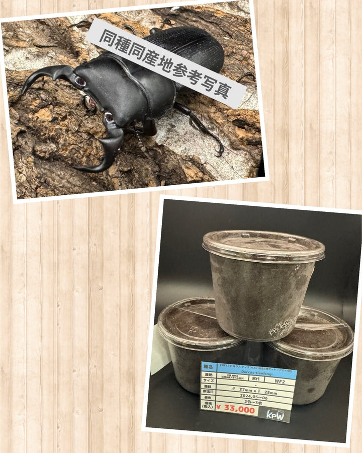 【WF2】《ドルクス ティエンロン 幼虫3頭セット（ペア+1頭）》