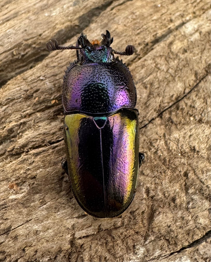 《パプアキンイロクワガタ 33mm ペア》