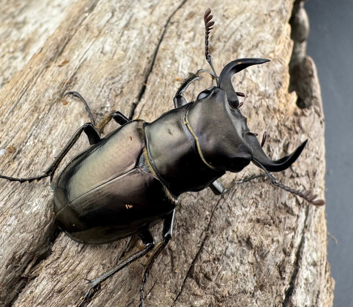 【WD】《ミンイミヤマクワガタ 32mm ペア》