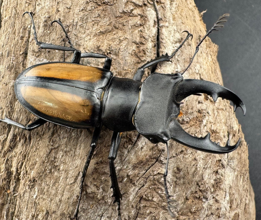 【WD】《パリーミヤマクワガタ 40mm ペア》