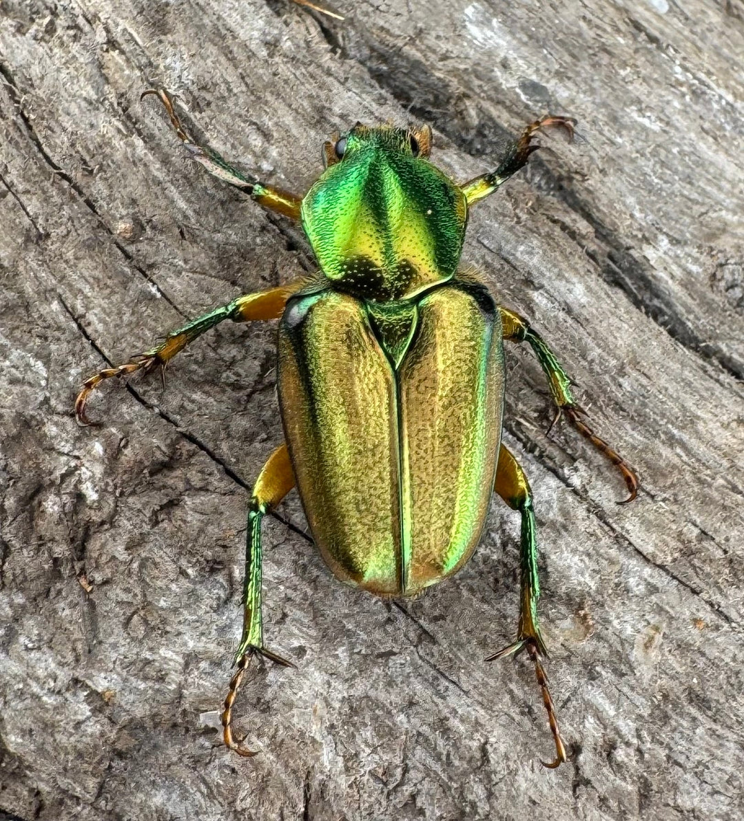 《ホソカブトハナムグリ ペア》①
