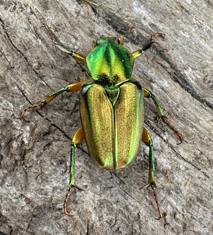 《ホソカブトハナムグリ ペア》①