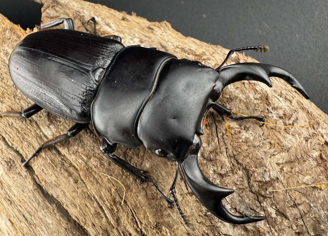 【WD】《ミンダナオパリーオオクワ キダパワン産 60mm ペア》