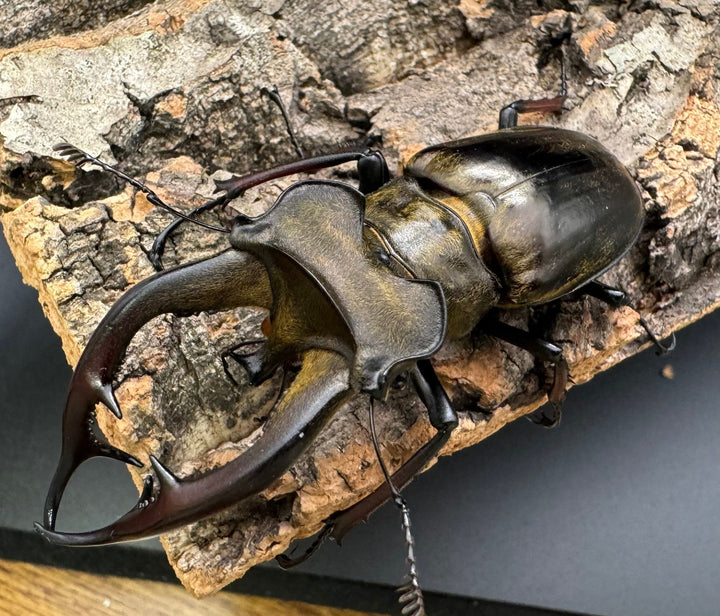 【WD】《チェンミヤマ シガツェ産 72.5mm A'品ペア》