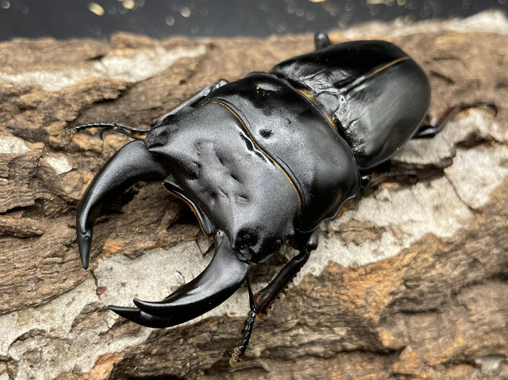 《ホペイオオクワガタ SL血統 73mm ペア》