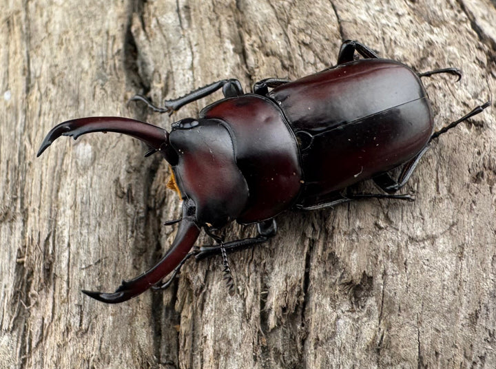 【WD】《モーレンカンプコクワ亜種bomansi 30.5mm ♂♀♀トリオ》