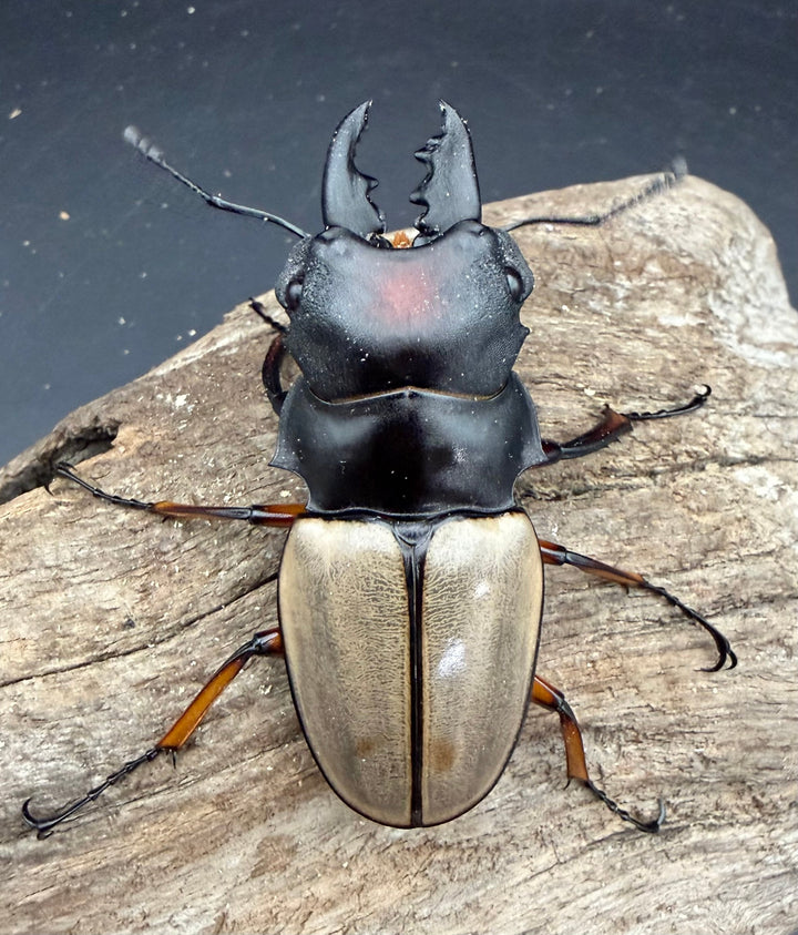 【WD】《フェモラリスツヤ亜種waterstradit 67mm ペア》