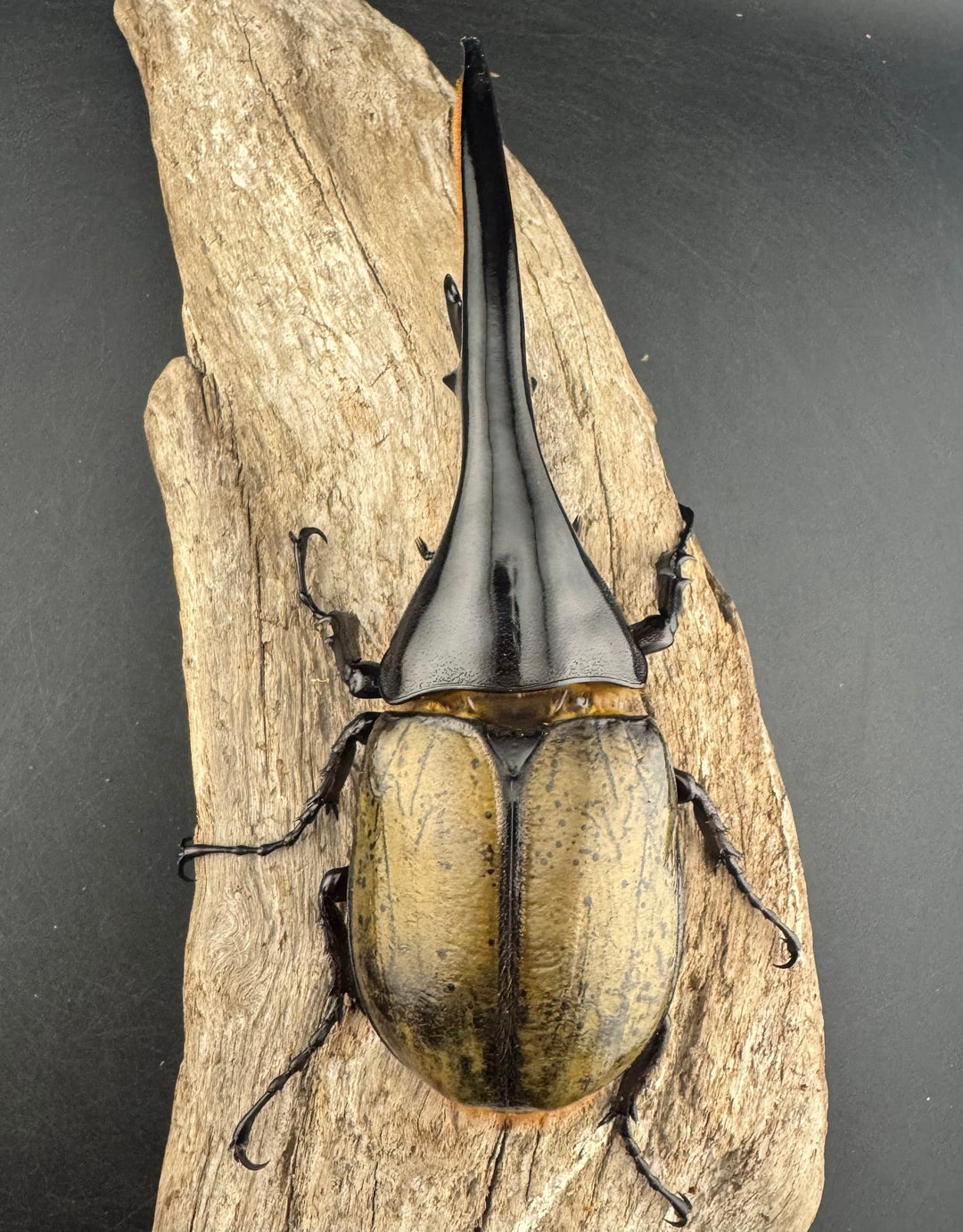 即ブリ《ヘラクレス・ヘラクレス 優良血統 144mm ペア》