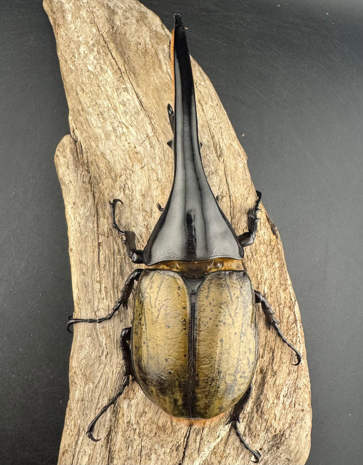 即ブリ《ヘラクレス・ヘラクレス 優良血統 144mm ペア》