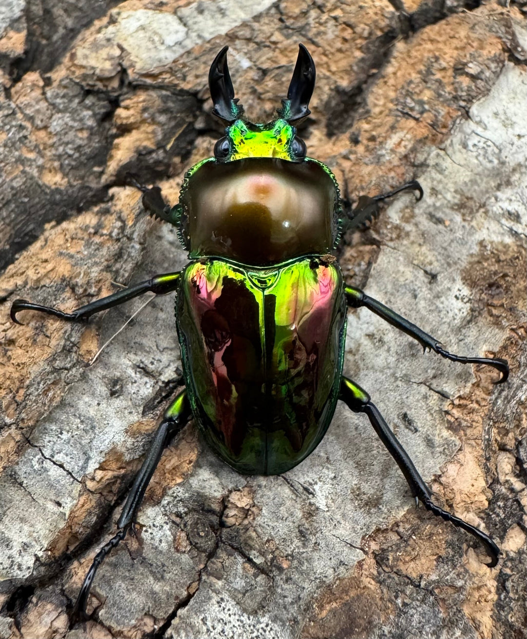 《ニジイロクワガタ ピカール系 32mm ペア》