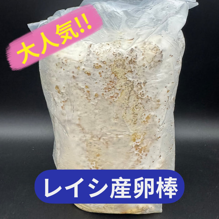 【5本セット】レイシ産卵棒 1本入り