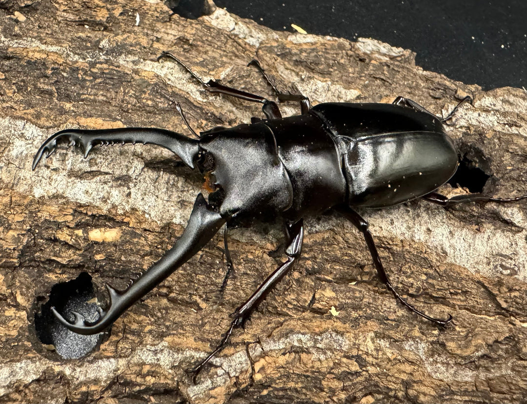 【WD】《ギラファノコギリ亜種ニシヤマイ 81mm ペア》