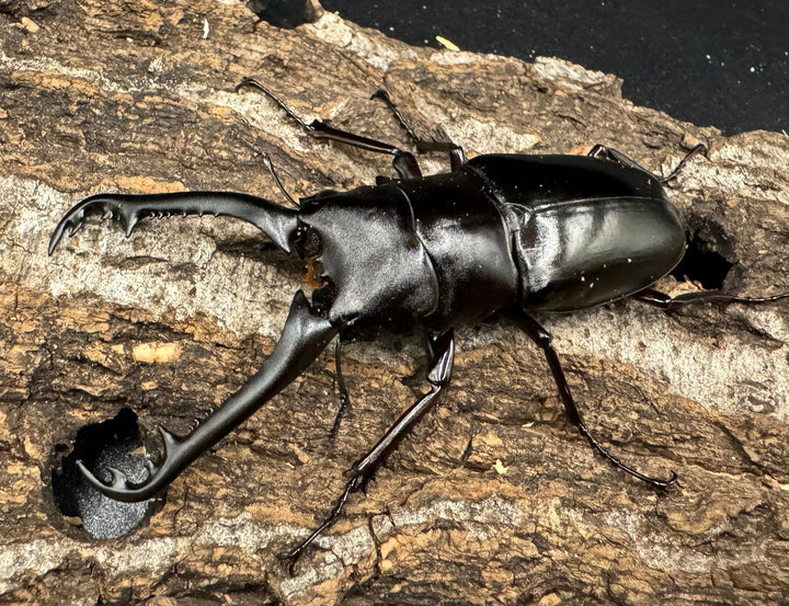 【WD】《ギラファノコギリ亜種ニシヤマイ 81mm ペア》