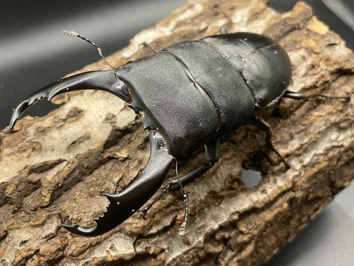 【WD】大型《カマリネスヒラタ 97mm ペア》