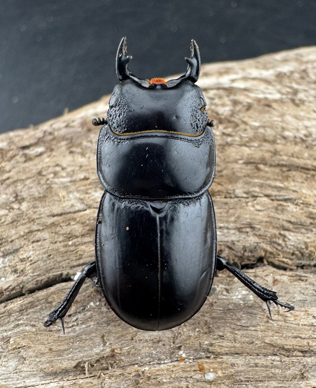 【WD】新産地《ティアンムニセヒタラ 龍王山 30.5mm ペア》