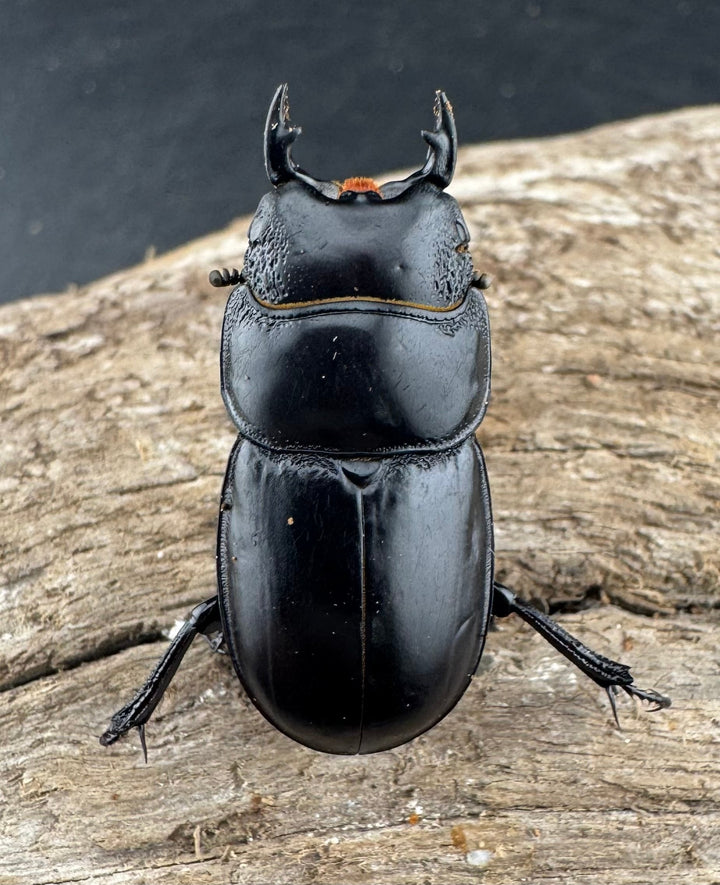 【WD】新産地《ティアンムニセヒタラ 龍王山 30.5mm ペア》