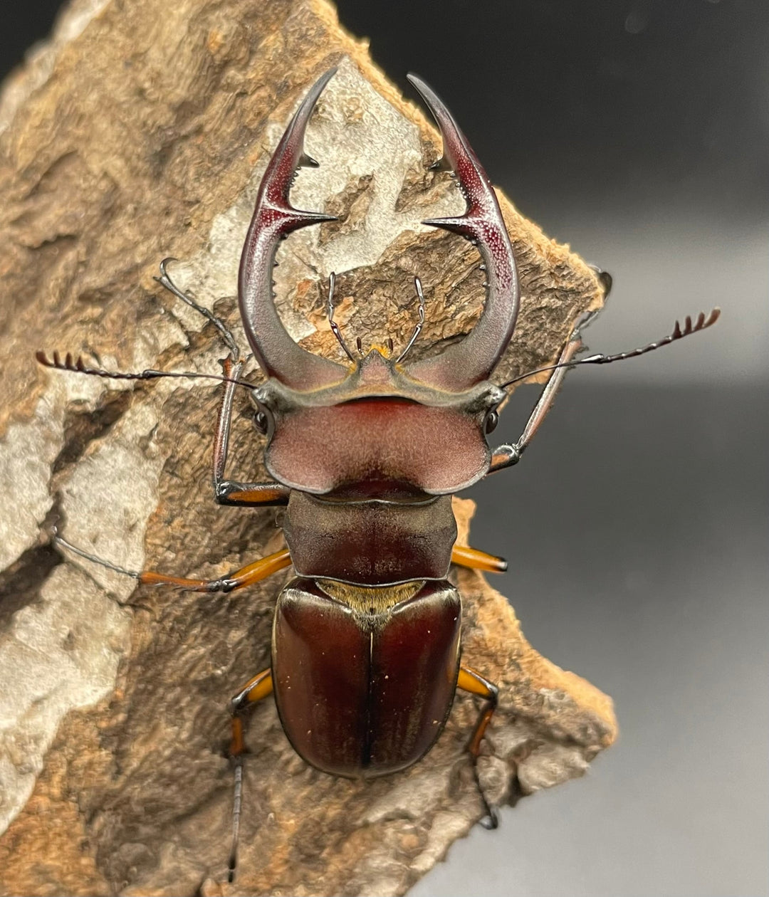 【WD】2018新種記載《ジュシャンミヤマ 60mm ペア A’品》