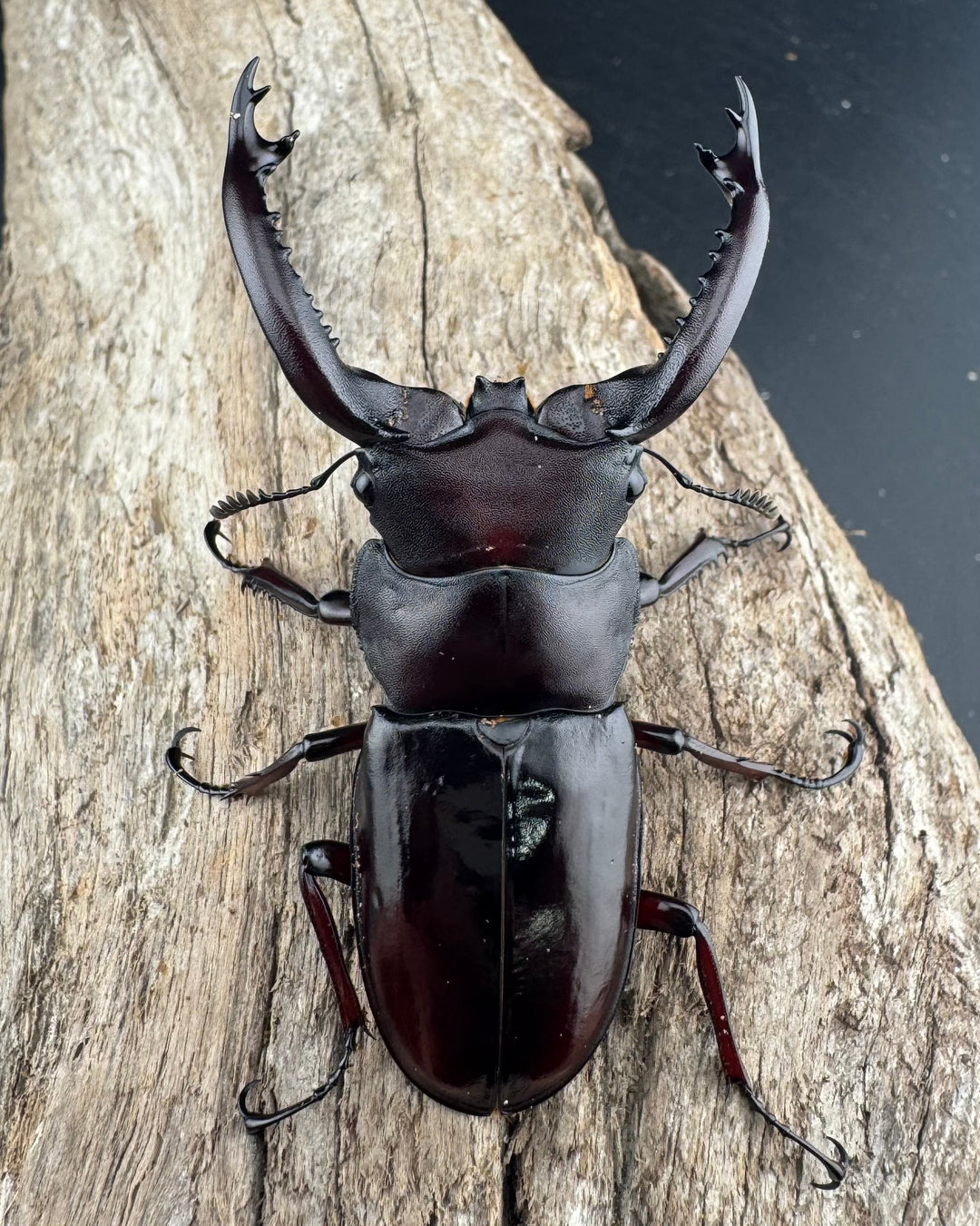 《フォルスターフタマタ原名亜種 73mm ペア》