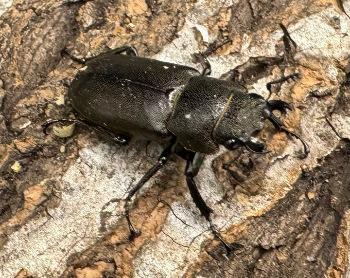 【WD】《メタリフェルホソアカ 87.5mm ペア》