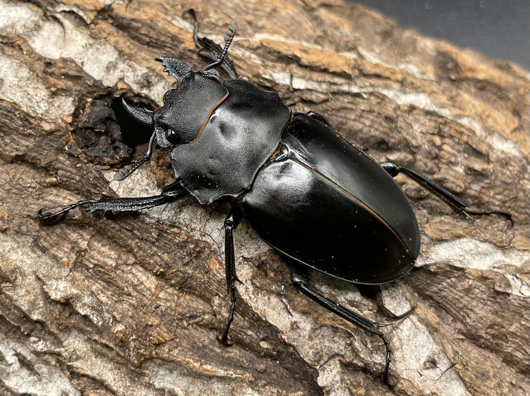 【WD】超大型大歯《アルケスツヤクワガタ 96mm ペア》