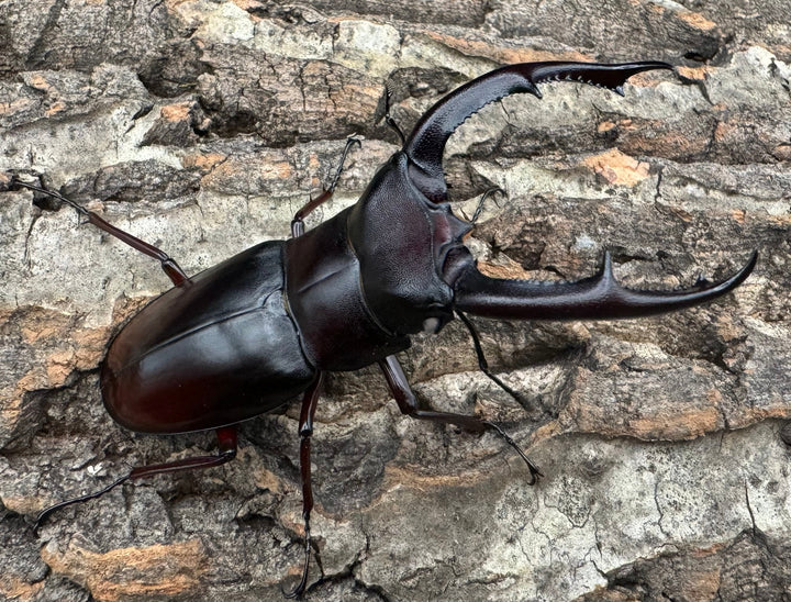 《マンディブラリスフタマタ原名亜種 サバ産 ホワイトアイ 79mm ペア》
