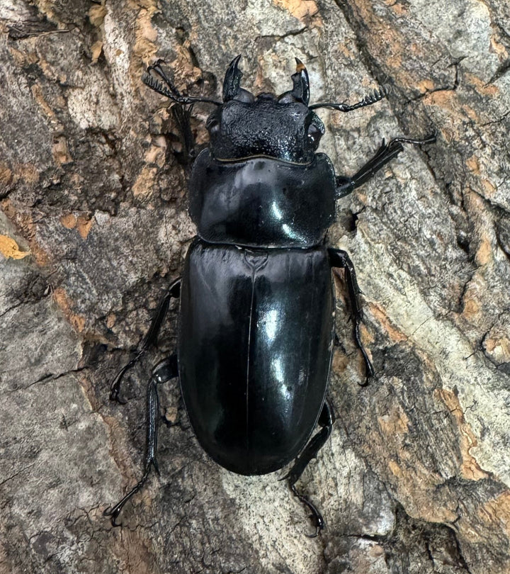 【WD】《セアカフタマタ 80mm ペア》