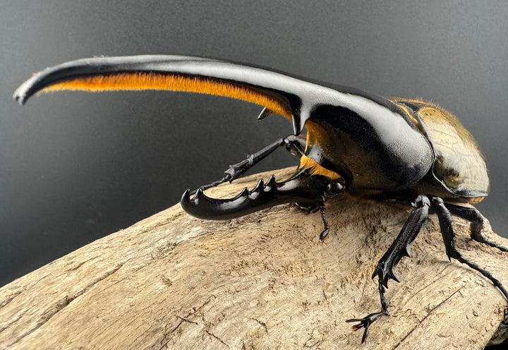 即ブリ《ヘラクレス・ヘラクレス 優良血統 144mm ペア》