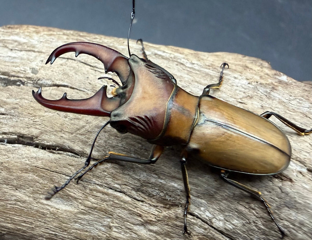 【F0】《エルサホソアカ 剣河県産 36mm ♂♀♀トリオ》