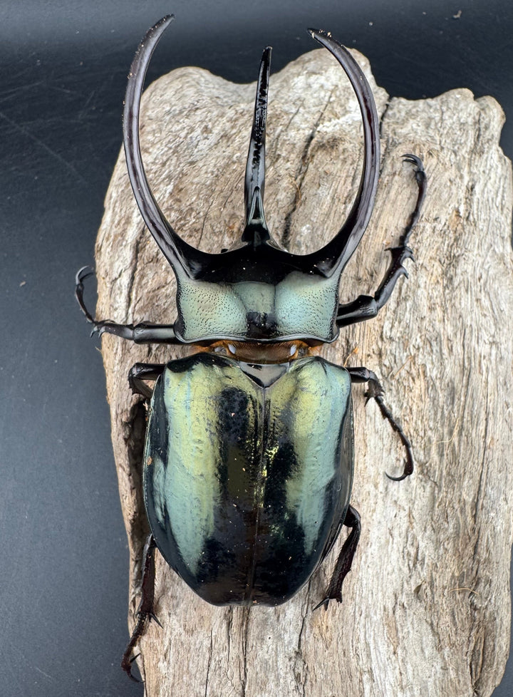 【WD】《ミンダナオアトラスオオカブト マラグサン産 94.5mm ペア》