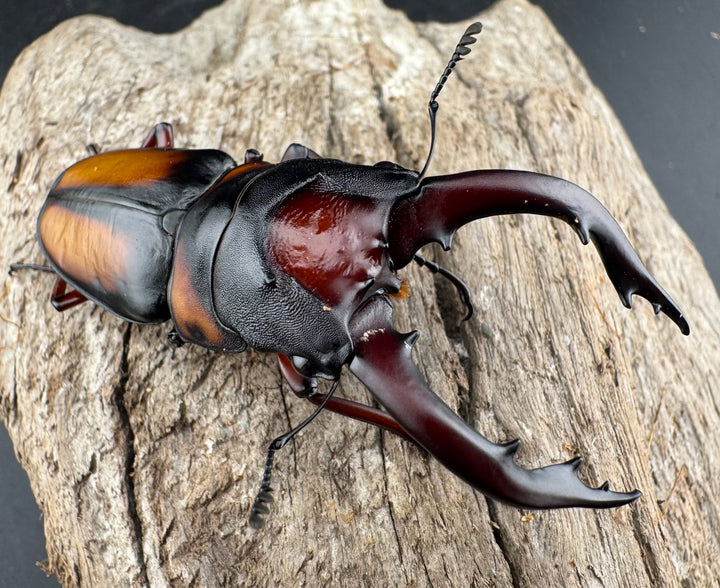 《ミラビリスノコギリクワガタ 68mm ペア》