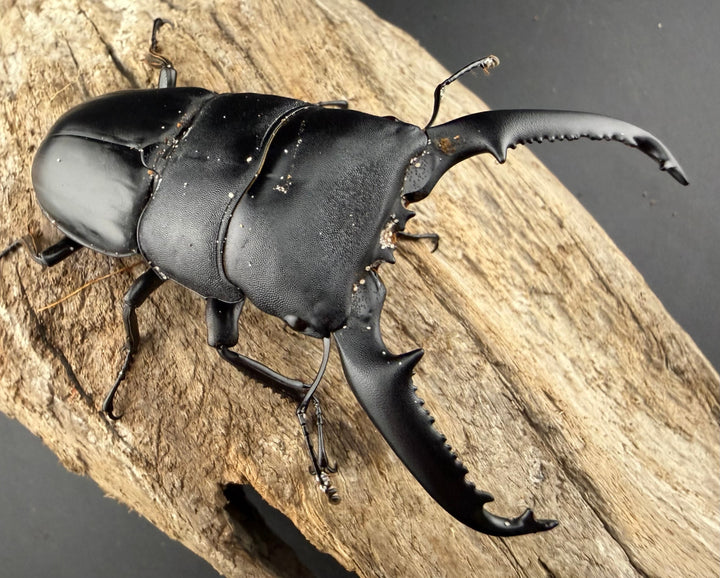 【WD】《パラワンオオヒラタ ガントン産 84mm ペア》