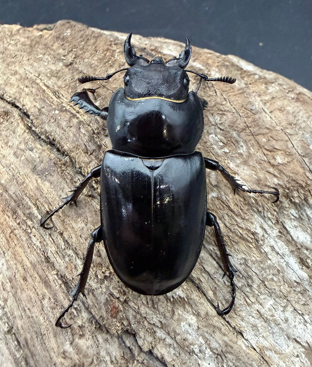 【WF3】《アクベシアヌスミヤマ 66mm ♂♀♀トリオ》