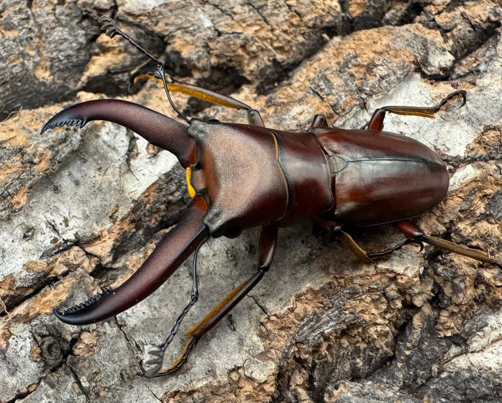 【WD】《ギラファホソアカクワガタ 49.5mm ペア》