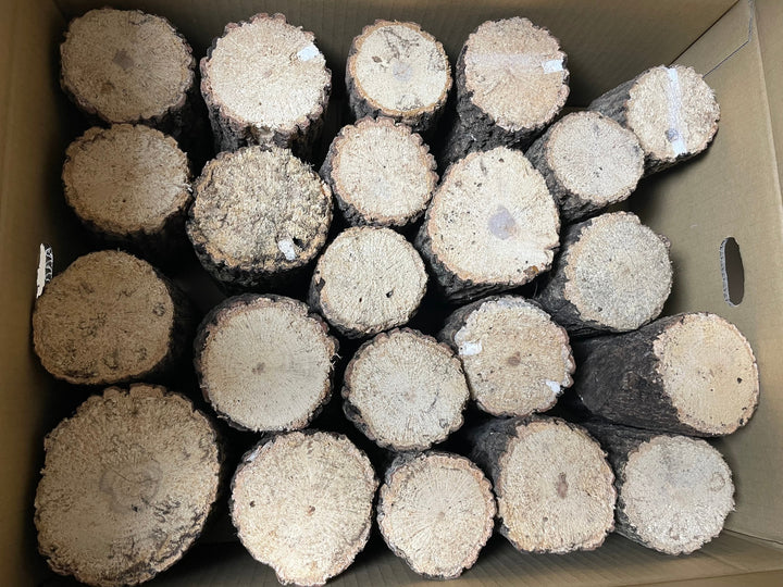 【3年物】産卵木 ミックス 1本