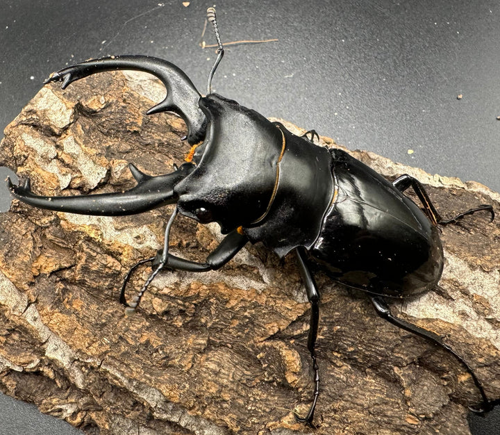 【WD】《インターメディアツヤクワガタ 91.5mm ペア》