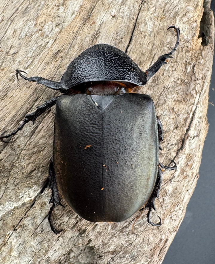 【WD】《ジャワコーカサスオオカブト 112mm ペア》