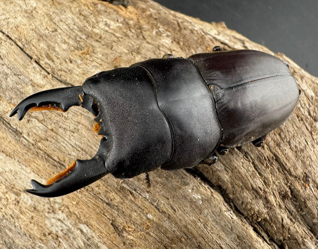 【WF1】《ミンダナオタウルスヒラタ 54.5mm ペア》