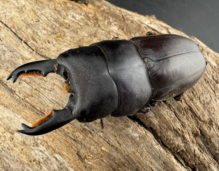 【WF1】《ミンダナオタウルスヒラタ 54.5mm ペア》