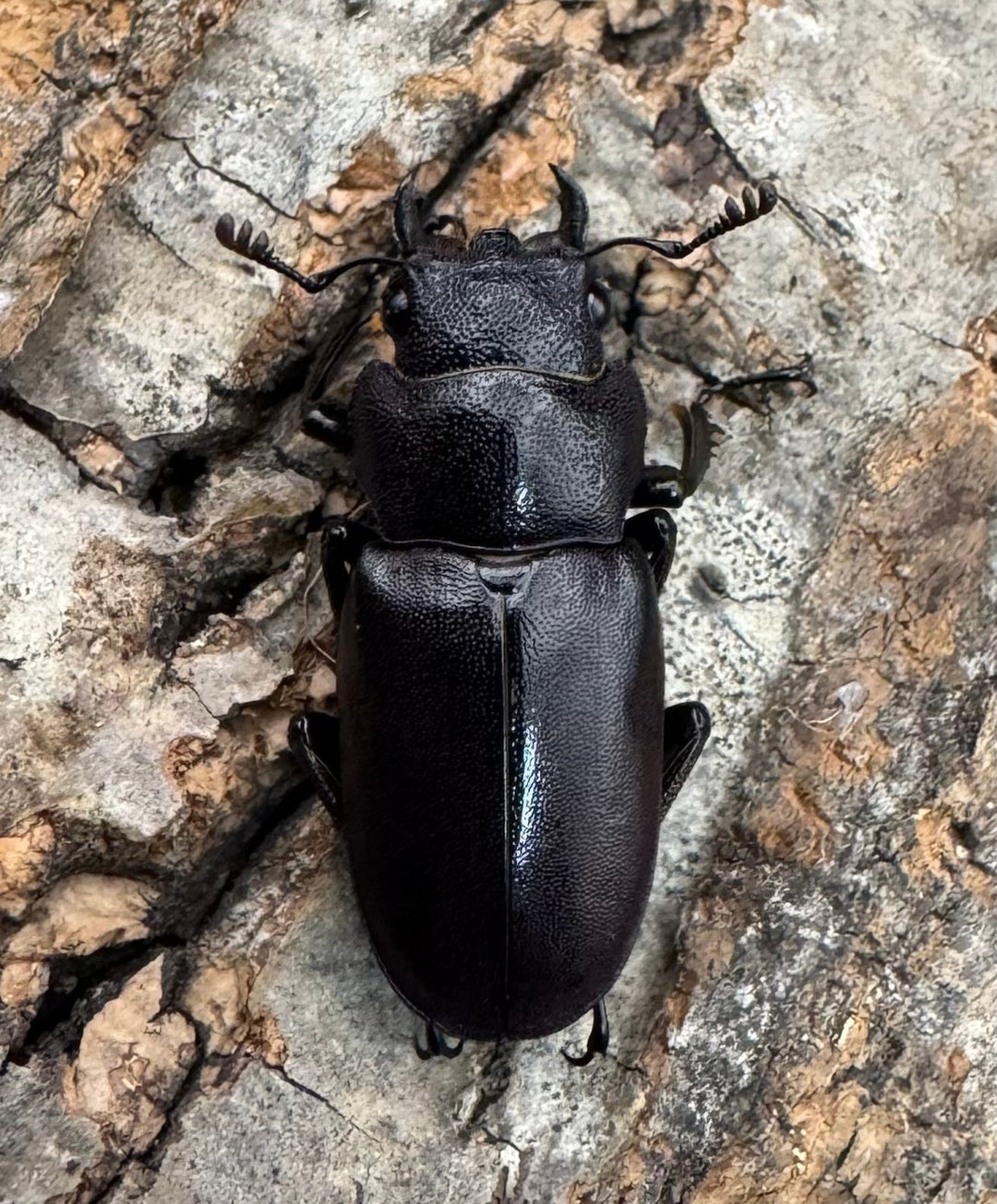 【美麗】《メタリフェルホソアカ 76mm ペア》わたくわ氏ブリード個体